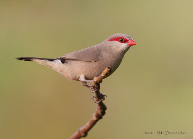 Black-rumped Waxbill (Estrilda troglodytes) photo