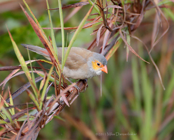 Orange-cheeked Waxbill (Estrilda melpoda) photo image