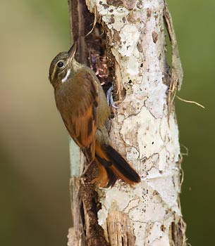 Are there any common bird names that begin with the letter Are there any common bird names that begin with the letter