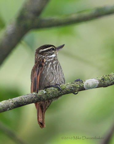 Streaked Xenops (Xenops rutilans) photo image