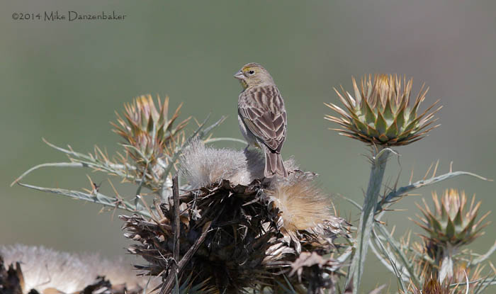 Grassland Yellow Finch (Sicalis luteola) photo image