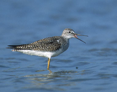 Greater Yellowlegs (Tringa melanoleuca) photo image