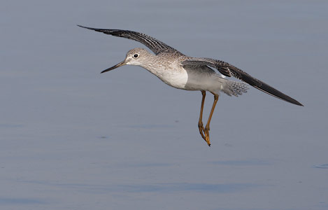 Greater Yellowlegs (Tringa melanoleuca) photo image