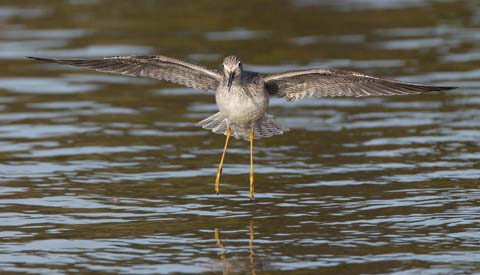 Greater Yellowlegs (Tringa melanoleuca) photo image