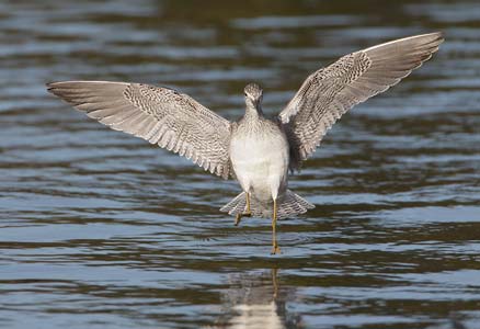 Greater Yellowlegs (Tringa melanoleuca) photo image