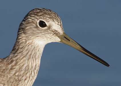 Greater Yellowlegs (Tringa melanoleuca) photo image