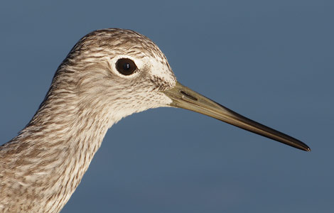 Greater Yellowlegs (Tringa melanoleuca) photo image