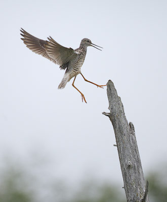 Greater Yellowlegs (Tringa melanoleuca) photo image