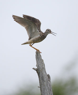 Greater Yellowlegs (Tringa melanoleuca) photo image