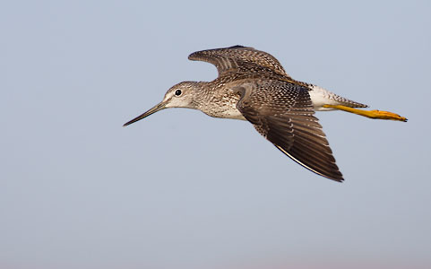 Greater Yellowlegs (Tringa melanoleuca) photo image