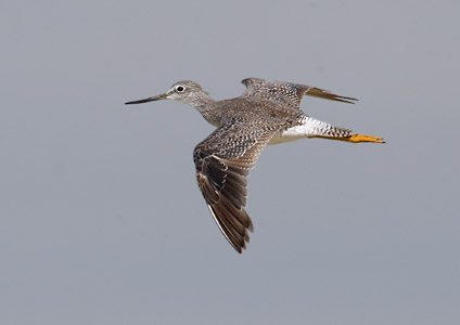 Greater Yellowlegs (Tringa melanoleuca) photo image