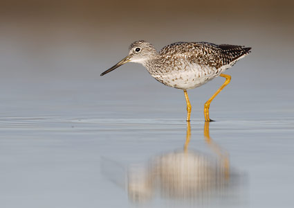 Greater Yellowlegs (Tringa melanoleuca) photo image