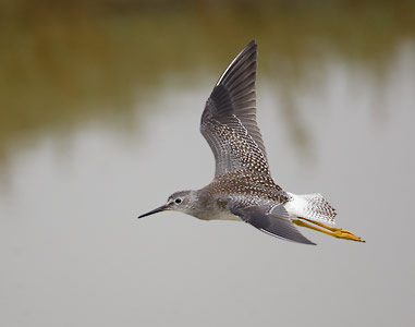 Lesser Yellowlegs (Tringa flavipes) photo image