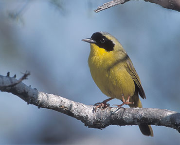 Bahama Yellowthroat (Geothlypis rostrata) photo image