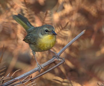 Bahama Yellowthroat (Geothlypis rostrata) photo