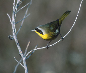 Common Yellowthroat (Geothlypis trichas) photo image