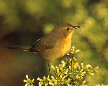 Common Yellowthroat (Geothlypis trichas) photo image