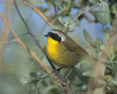 Common Yellowthroat (Geothlypis trichas) photo image