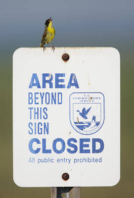 Common Yellowthroat (Geothlypis trichas) photo image