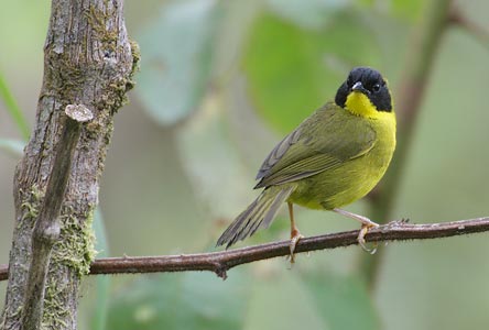 Olive-crowned Yellowthroat (Geothlypis semiflava) photo image