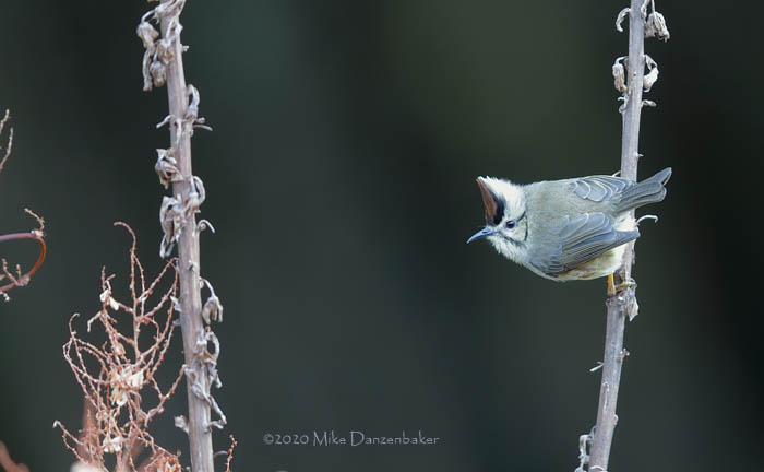 Taiwan Yuhina (Yuhina brunneiceps) photo image