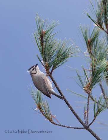 Taiwan Yuhina (Yuhina brunneiceps) photo image
