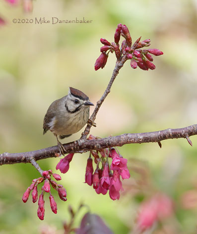 Taiwan Yuhina (Yuhina brunneiceps) photo image