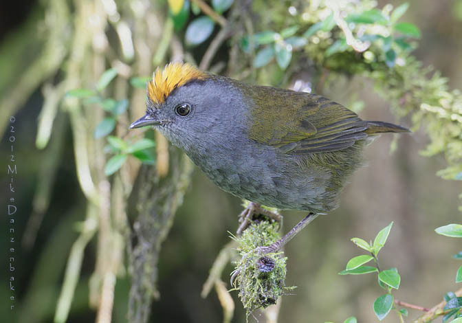 Wrenthrush (Zeledonia coronata) photo image