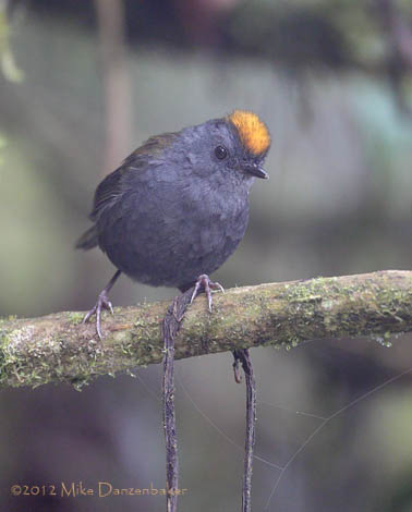 Wrenthrush (Zeledonia coronata) photo image