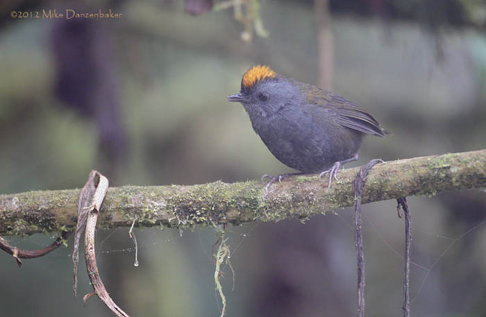 Wrenthrush (Zeledonia coronata) photo image