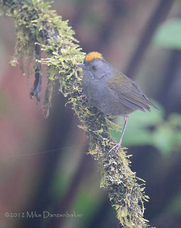 Wrenthrush (Zeledonia coronata) photo image