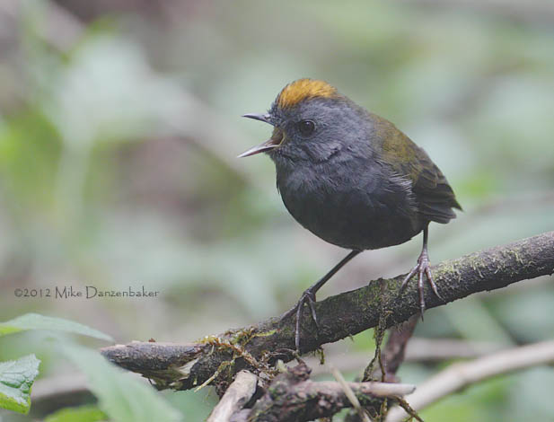Wrenthrush (Zeledonia coronata) photo image